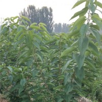 吉塞拉栽植两年树