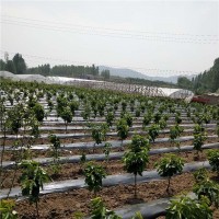 吉塞拉两年定植树