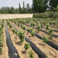 栽植第二年的树