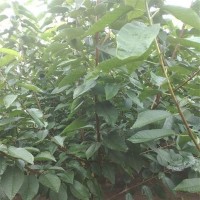 五公分吉塞拉大树