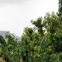 吉塞拉三年树坐果壮