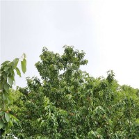 吉塞拉第五年结果树