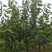 吉塞拉樱桃苗果树