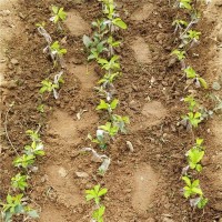 吉塞拉嫁接成苗