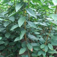 吉塞拉当年成苗