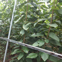 吉塞拉当年成苗