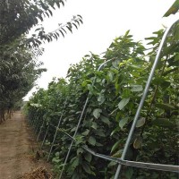 大樱桃苗当年成苗