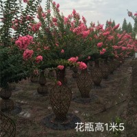 花瓶高1米5