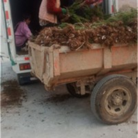 龙柏工程苗装车