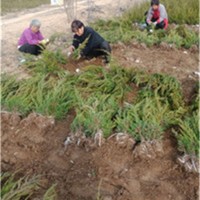 龙柏工程苗基地