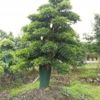 造型椤木石楠