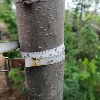 绿化1号皂角树
