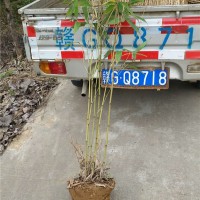 毛竹苗（楠竹苗）地植两年丛生苗