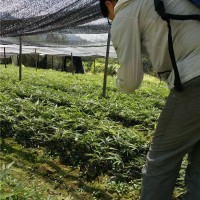 毛竹苗（楠竹苗）一年生容器苗