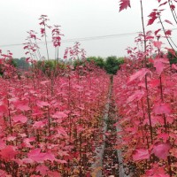 红冠红枫