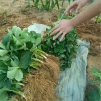 甜宝草莓苗