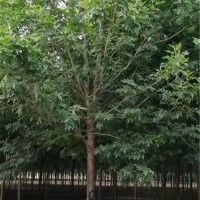白蜡