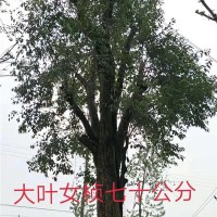 大叶女贞70公分