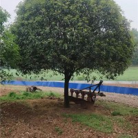 小叶桂花树
