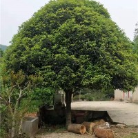 小叶桂花树