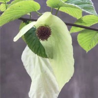 珙桐树