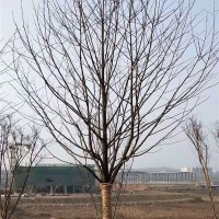 珙桐树