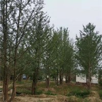 丛生银杏树