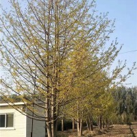 丛生银杏树