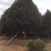 桂花