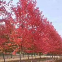 十月光辉红枫