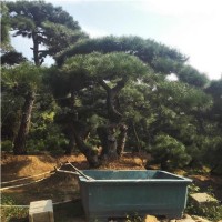 景松树