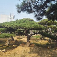 造型黑松