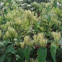 金银花苗价格