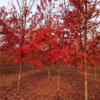 美国红枫