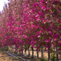 原声冠绚丽海棠