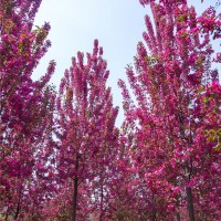 原声冠绚丽海棠