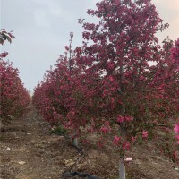 原声冠绚丽海棠