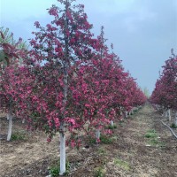 原声冠绚丽海棠