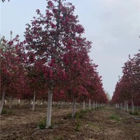 原声冠绚丽海棠