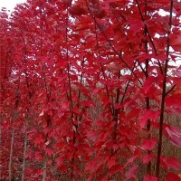红冠红枫