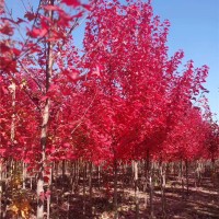 红冠红枫