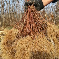 落叶能栽植的五味子苗