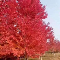 美国红枫