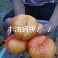 桃-中油蟠7-7桃