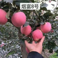 烟富八号苹果