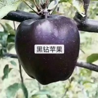 黑钻苹果