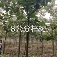 8公分梓树