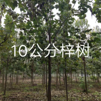 10公分梓树