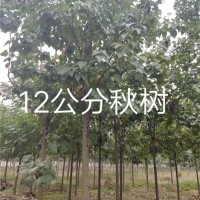 12公分楸树