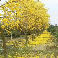 黄花风铃木